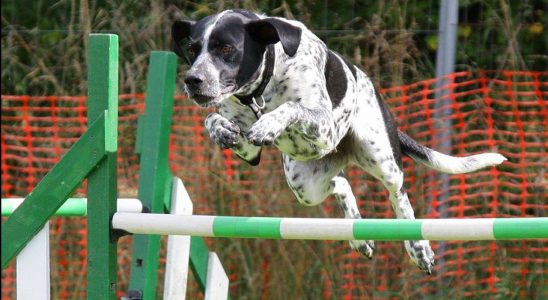 Agility - sport k upevnění vztahu mezi člověkem a psem