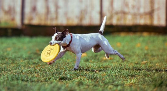 Frisbee - psí sport