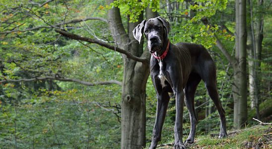 Great Dane - německá doga