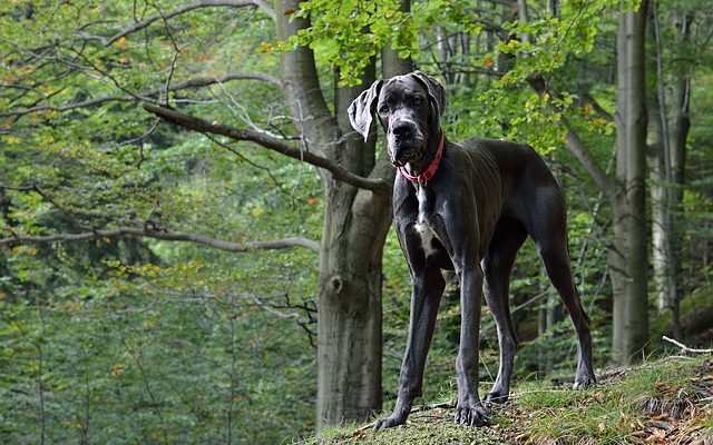 Great Dane - německá doga